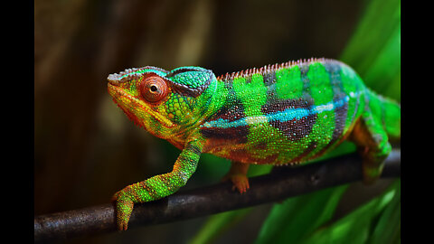 Chameleon changing colors 😱