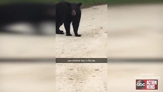 Bear terrorizing Sebring neighborhood