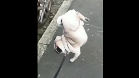 The dog is peeing - Funny moment dog peeing