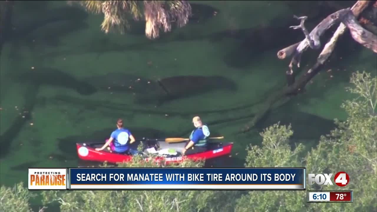 Manatee spotted with bike tire round body