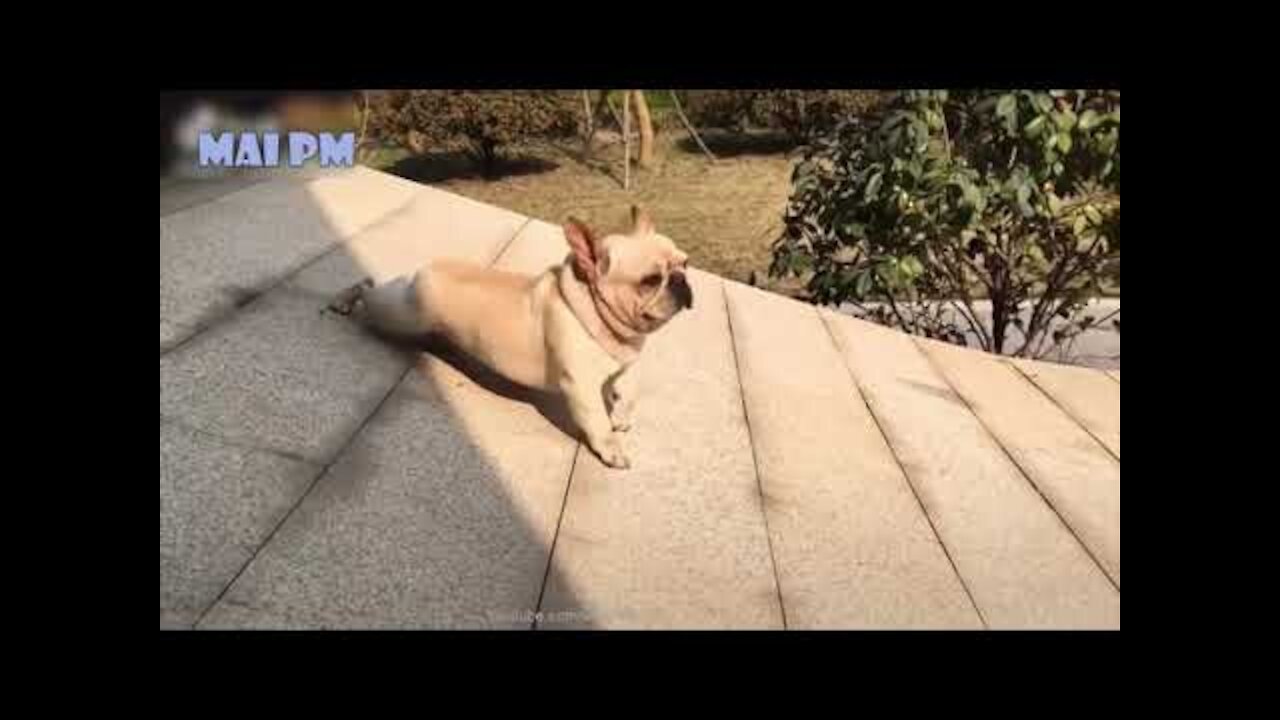 🤣 Funny 🐶😻 Dogs and Cats - hilarious Funny Pet Animals Videos 😇TRY NOT TO LAUGH