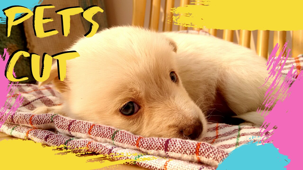 Cute animals passing in your timeline!!!