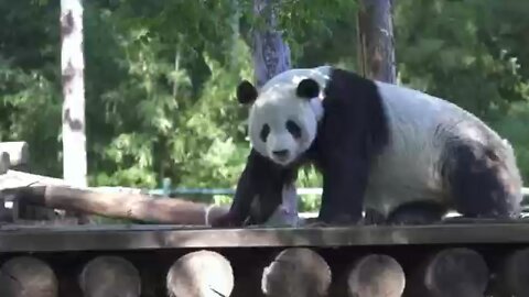 dancing panda