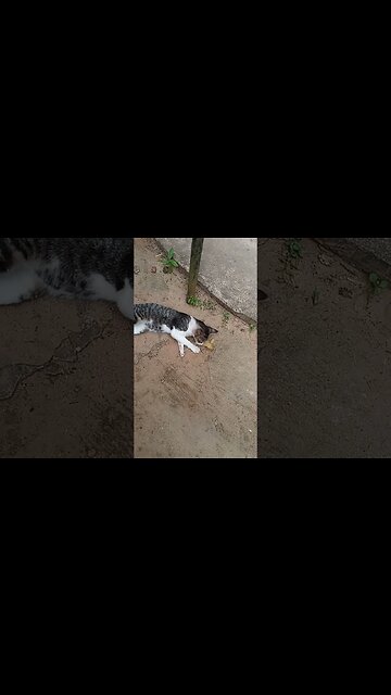 Feeding the cat potatoe chips. 😁