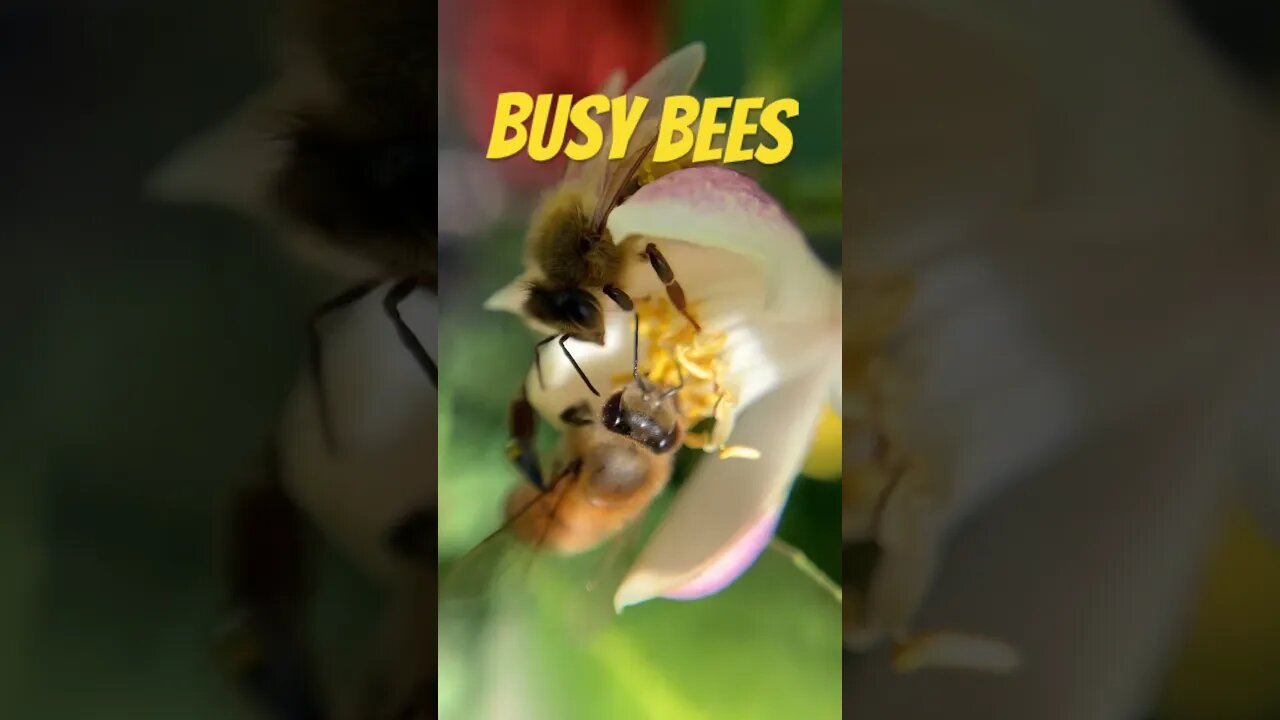 Busy Bees #macrophotography #bee #flower #lemon #lemon tree