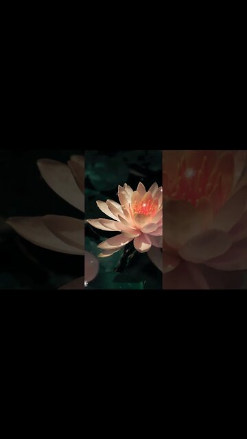 1 Minute Meditation I'M GRATEFUL FOR MY PATIENCE #shorts #youtubeshorts #1minutemeditation #zenmusic