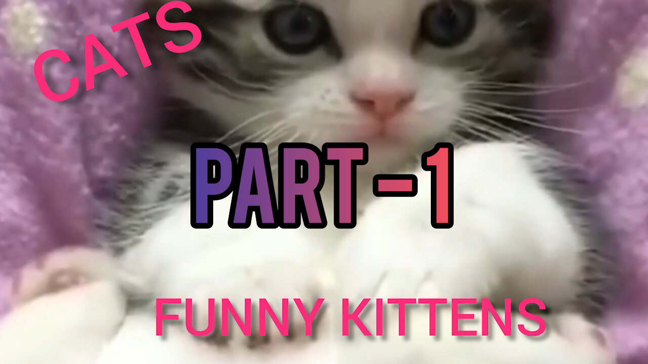 CATS - FUNNY KITTENS PART - 1