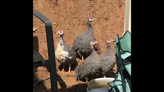 Guinea fowl keets alert to new noise