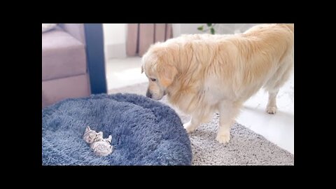 The madness of a dog over a cat occupying his bed