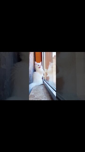 Shapeshifter transforming , #short