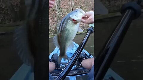 AMAZING Creek Fishing Topwater Eat!