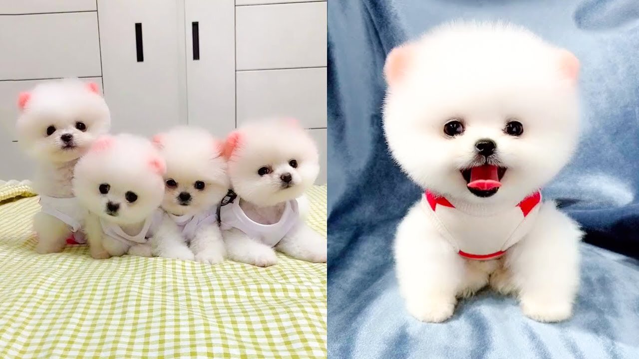 Cute and Funny Pomeranian Videos 2022 #Shorts