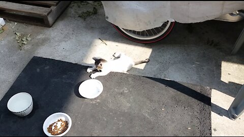 New cat mark rubber plate.(43day old cat - part6)