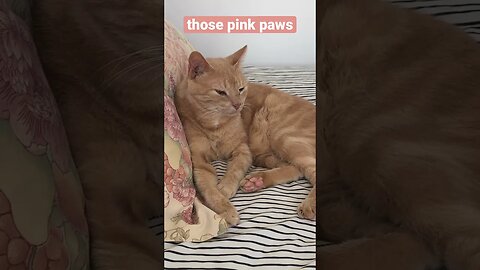 Cute ginger cat - Mr Sid