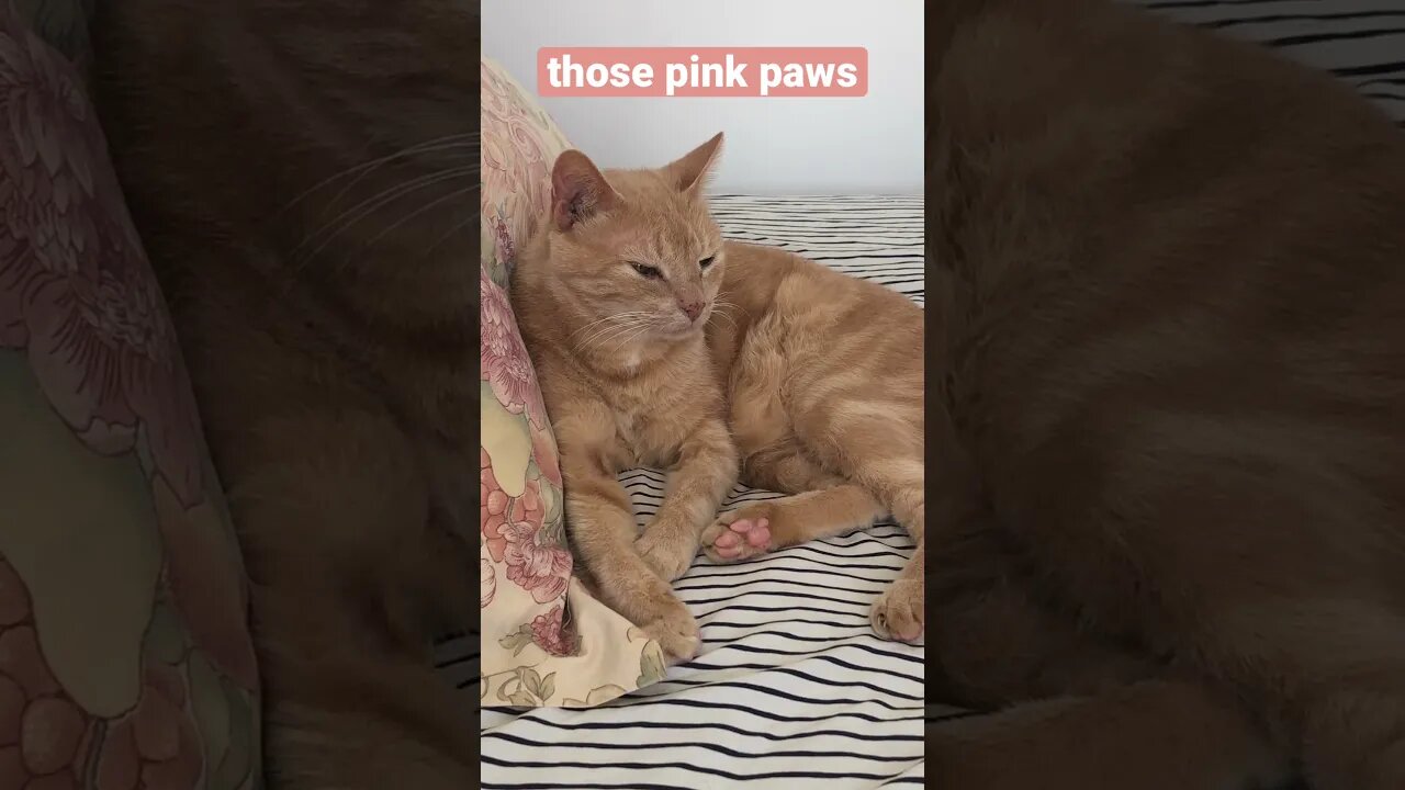 Cute ginger cat - Mr Sid