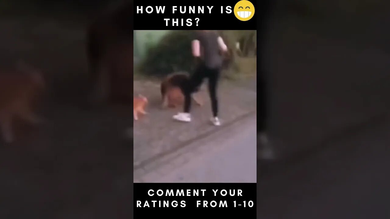 Funny Cats Video Compilation pt 6 😂😂😂....... #shorts