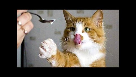 😇 Laugh non-stop with these funny cat 😹 - Funniest cat Expression Video 😇 - Funny Cat Life