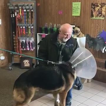 Dog rescued and returned to owner