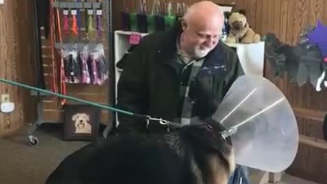 Dog rescued and returned to owner