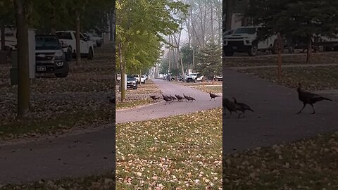 Turkey FAMILY Sneaking Through CAMPGROUND!!!