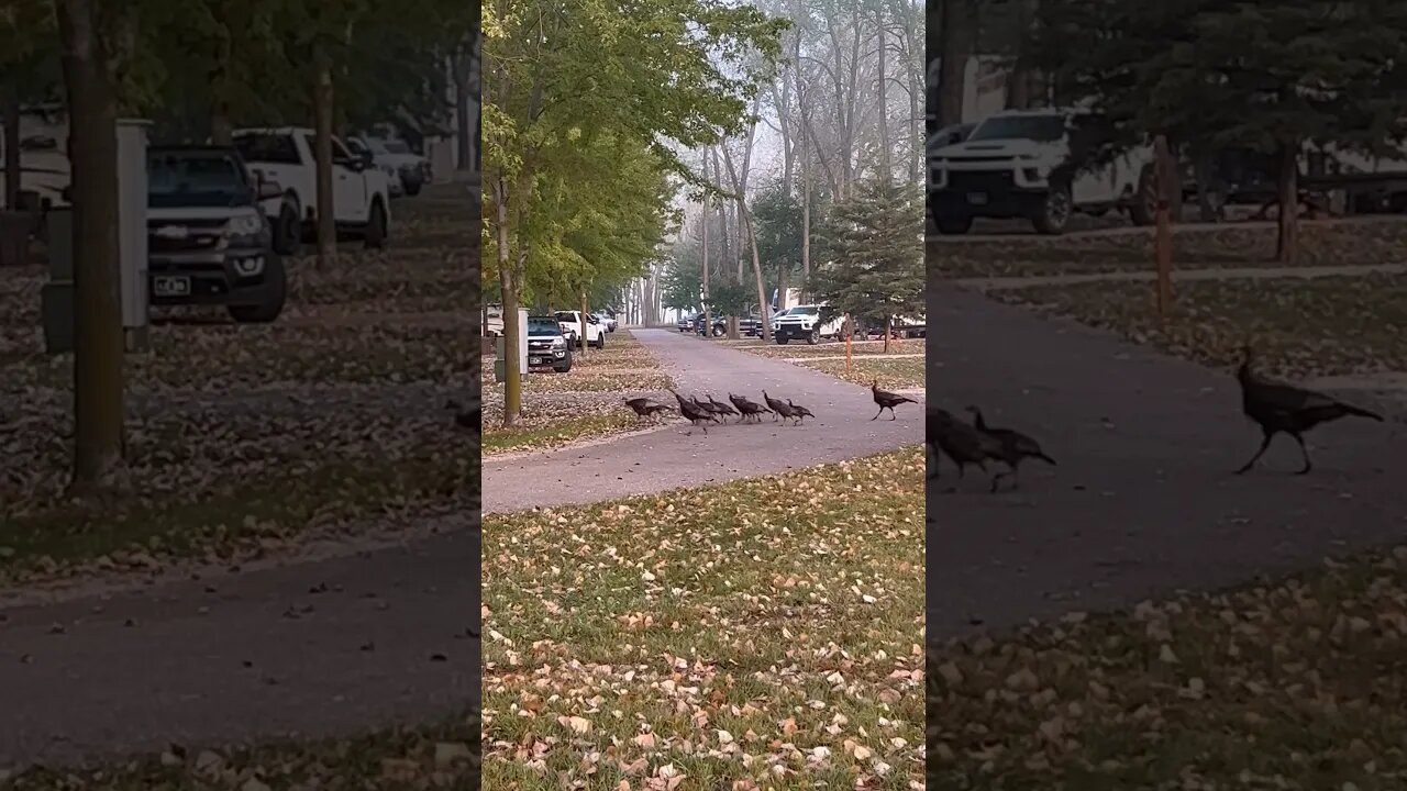 Turkey FAMILY Sneaking Through CAMPGROUND!!!