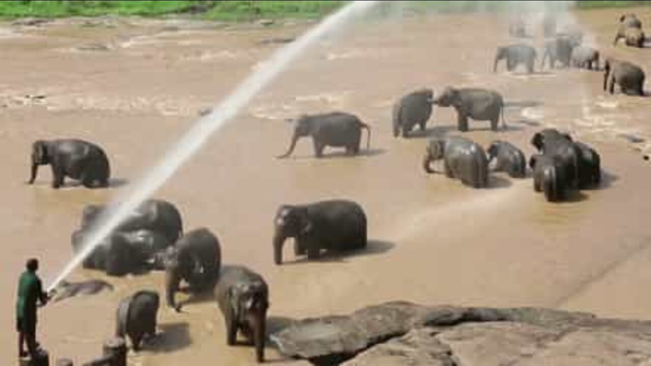 Elephant orphans are spoiled with a hose shower!