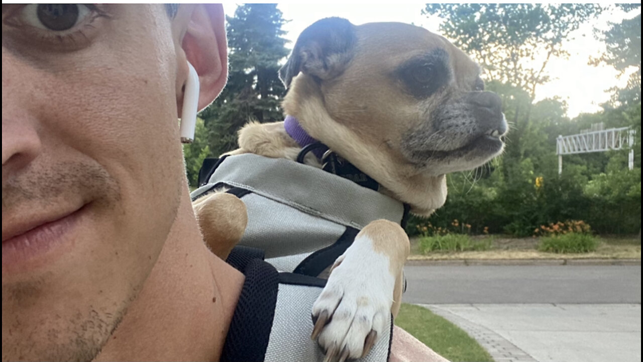 Cute Puppy Rides In Her Backpack