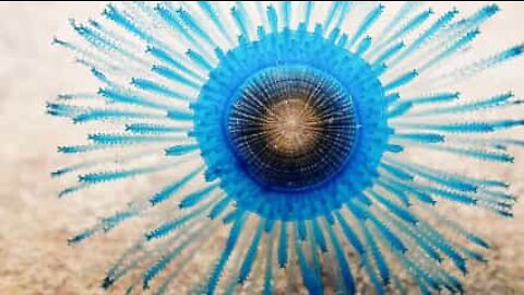 The blue button jellyfish, an extraordinary organism