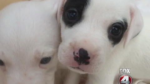 wedding puppies