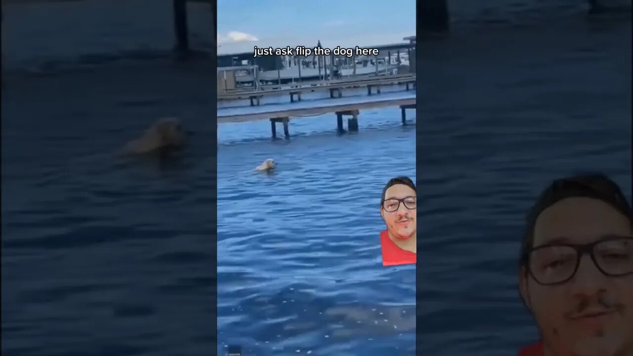 Manatees are faster than you