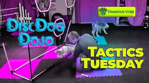 DiscDog Dojo #66 | Tactics Tuesday