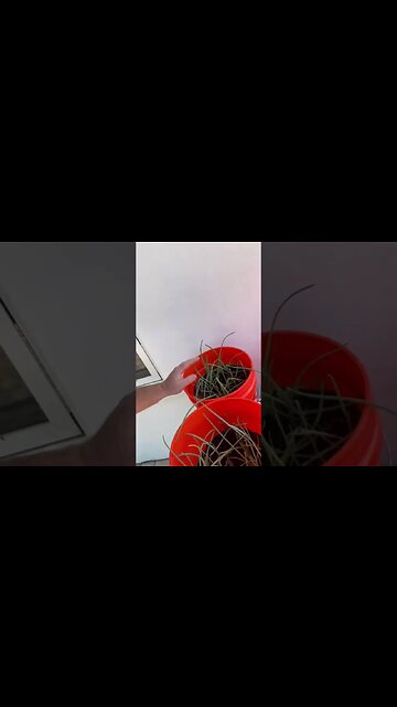 Bucket garden update