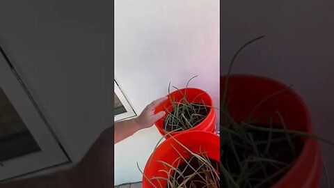 Bucket garden update