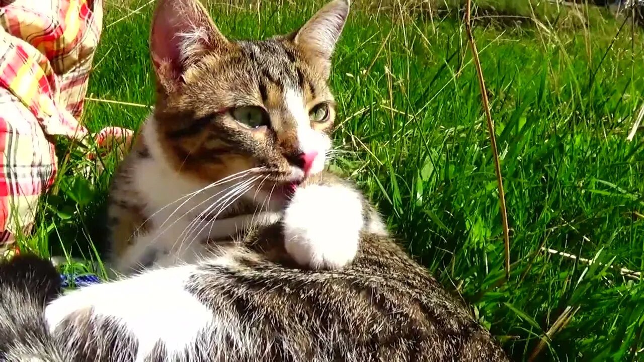 A Kitten Must Be Clean Even When Hiking