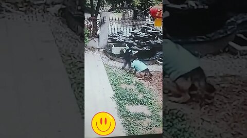 WATCH WHAT THIS DOG DOES