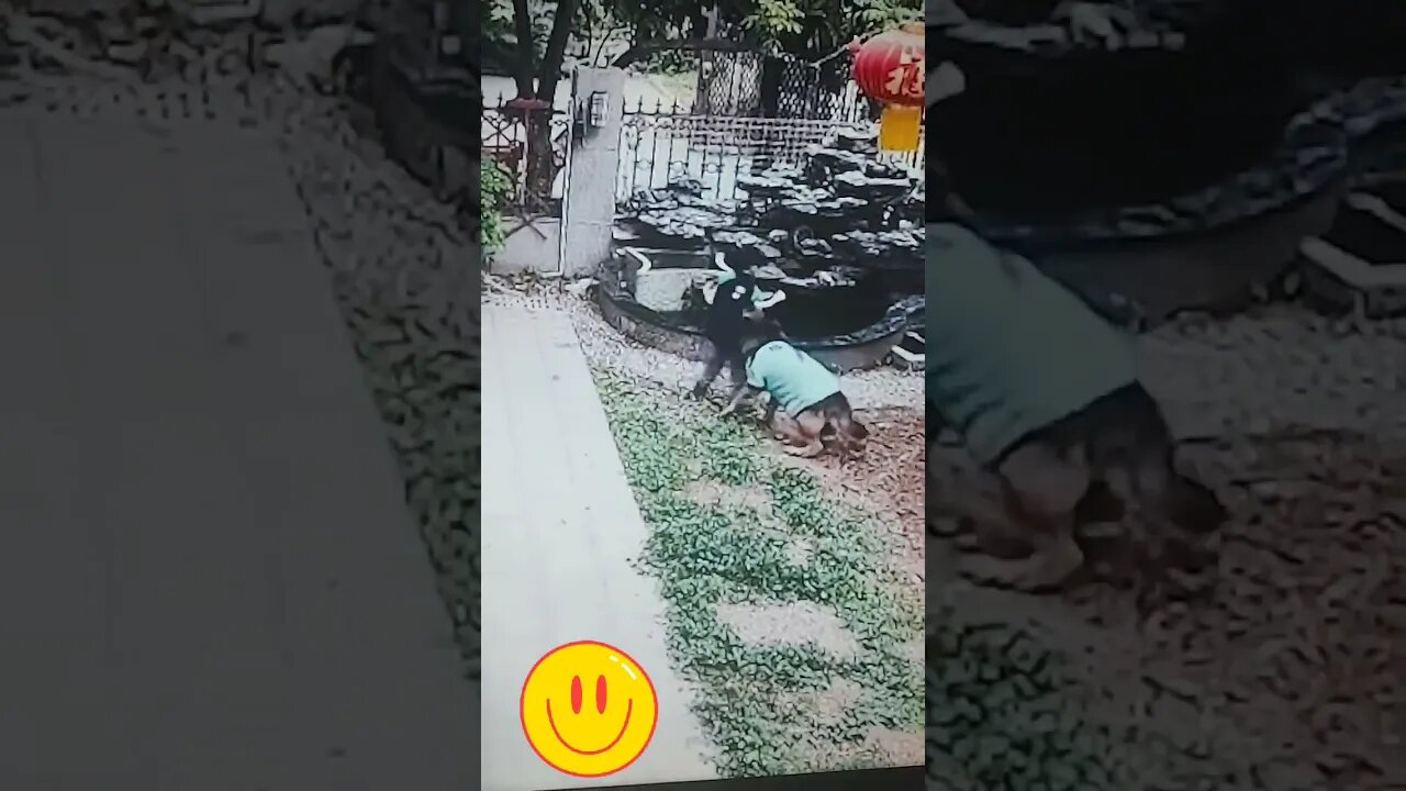 WATCH WHAT THIS DOG DOES