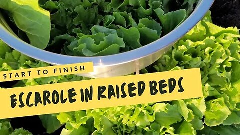 Seed to Harvest | Winter Greens | Escarole