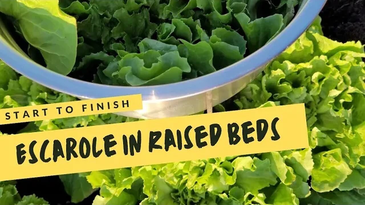 Seed to Harvest | Winter Greens | Escarole