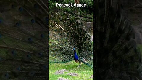 peacock dance 2023🤣😂