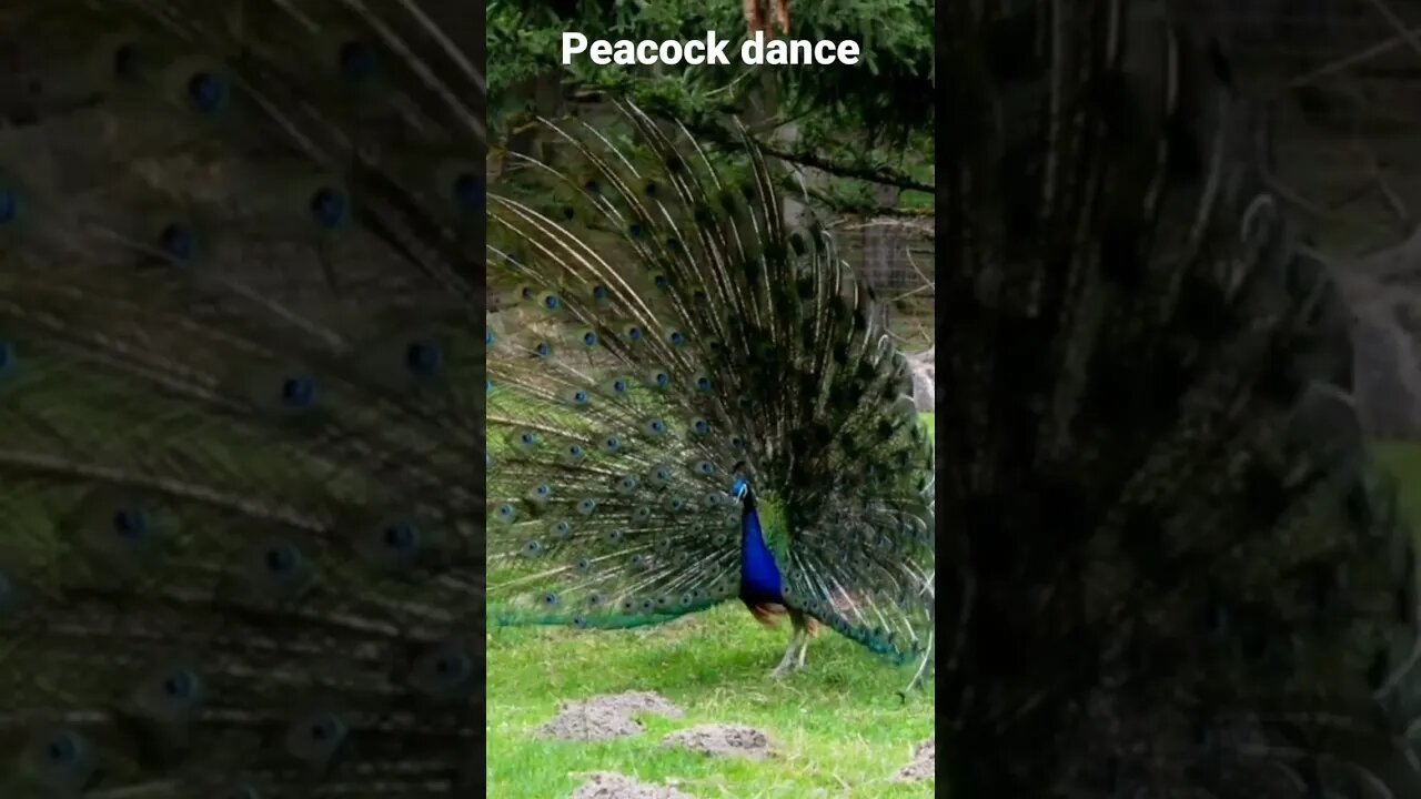 peacock dance 2023🤣😂