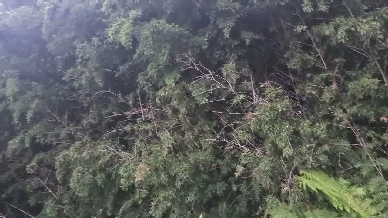 Birdsong in Tauranga, New Zealand