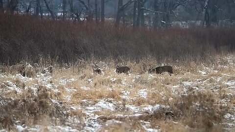 Sparring Bucks - Late December 2022