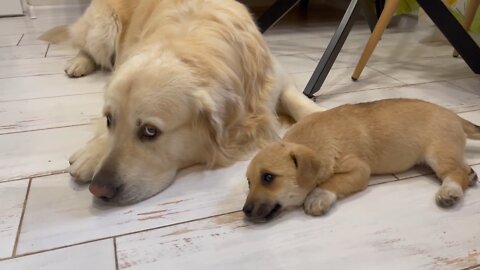 Puppy Confused that Golden Retriever hates kisses