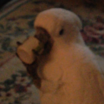 Funny Cockatoo Bird Drinks Coffee From A Tiny Mug