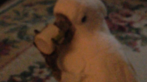 Funny Cockatoo Bird Drinks Coffee From A Tiny Mug