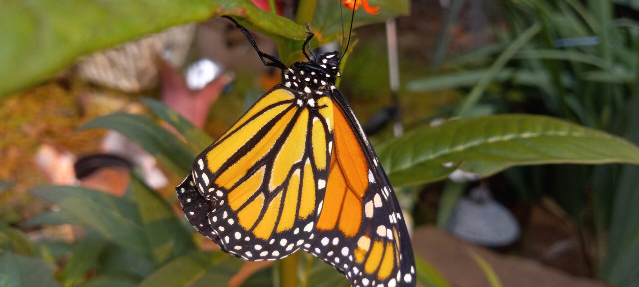 MONARCH BORN RELEASE TIME!