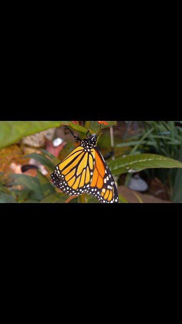 MONARCH BORN RELEASE TIME!