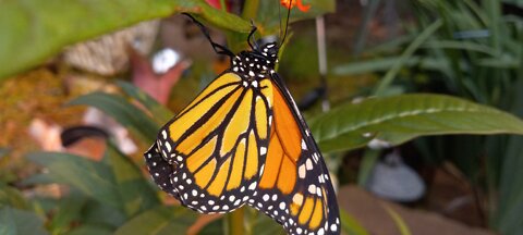 MONARCH BORN RELEASE TIME!