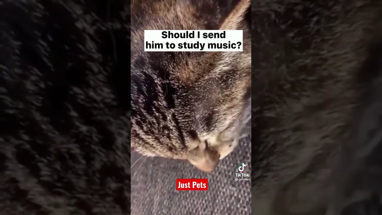 Funny adorable singing 🎵 cat #shorts #cat