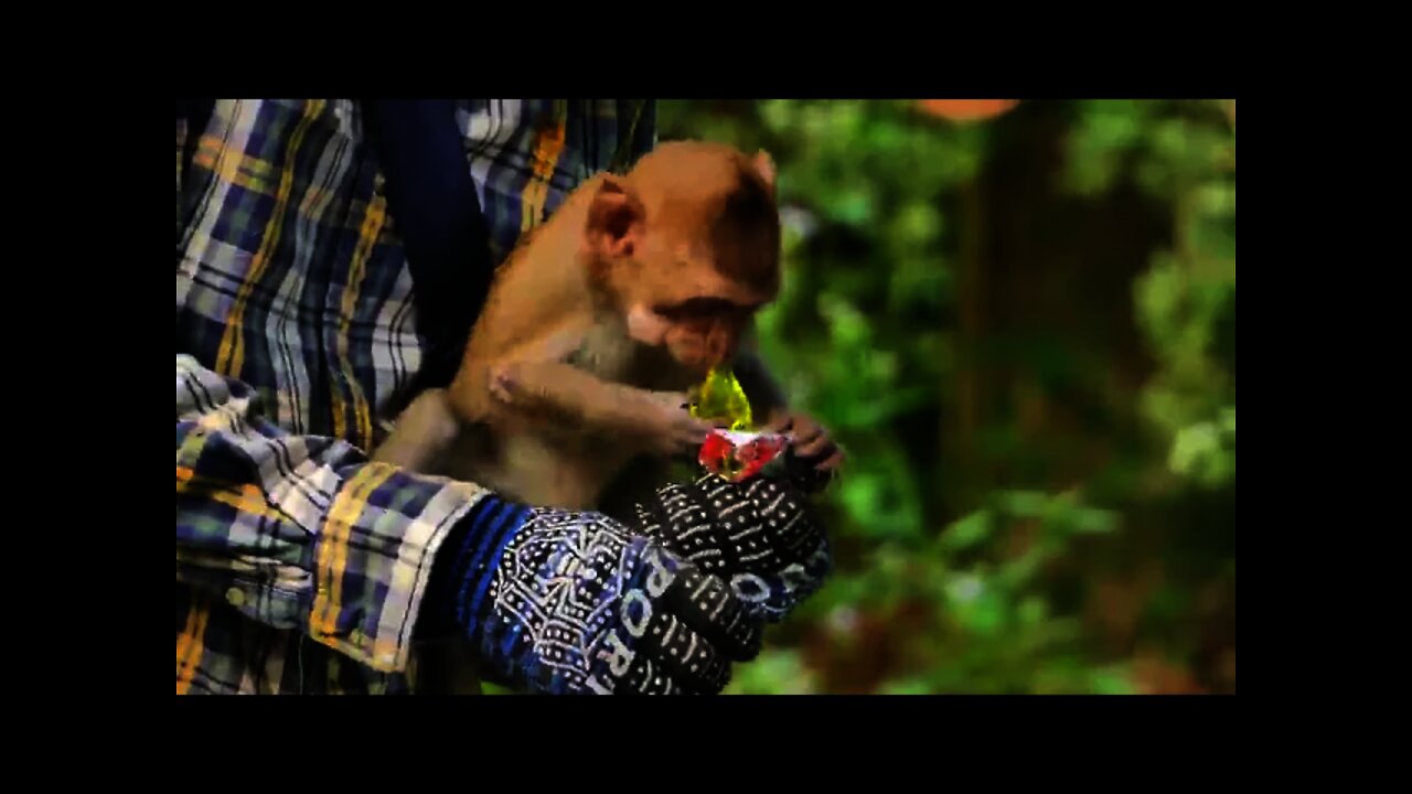 Steamed rice is better than nothing, hungry baby monkeys